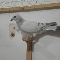 کفتر پرشی کفتر بوم|پرنده|کاشمر, |دیوار