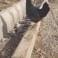 دو عدد مرغ عربی تخمگذار|حیوانات مزرعه|حمیدیه, |دیوار