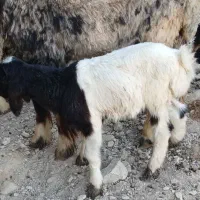 بره گوسفند بز بیگ