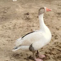 غاز نر و ماده|حیوانات مزرعه|چگنی, |دیوار