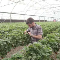خدمات تشخیص آفات و بیماری های گیاهی