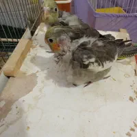 لباس تیشرت. جوجه عروس هلندی|لباس|زابل, |دیوار