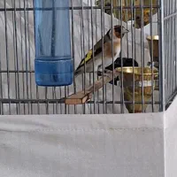 سهره جوجه سال قرص بخون