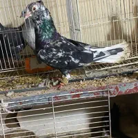 کفتر