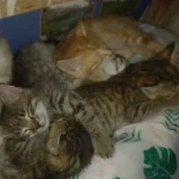 واگذاری گربه،رایگان