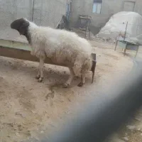 قوچ‌جوان‌‌
