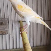 قناری نر موزاییکی جوان