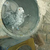 کبوترمسافتی