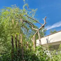 هرس درخت باغچه گل و گیاه خاک کود