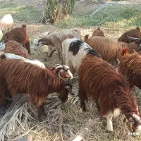 ۳۰تاکهره نر روهم جفتی ۱۲۵۰۰