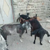 فروش فوری بز گله ای قیمت 60 تومن