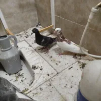 پرشی|پرنده|سبزوار, شرق کال جنوبی (شمس آبادی)|دیوار