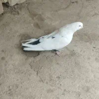 تکدم نوکریر درشت