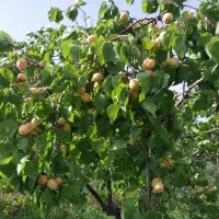 ویلایی|فروش خانه و ویلا|مرند, |دیوار