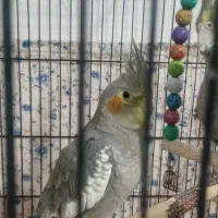 عروس هلندی|پرنده|مشهد, نیزه|دیوار