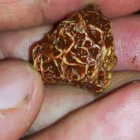 زوعه مار قرمز کهنه بشرط اصل و طبیعی