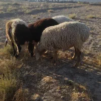 بره نر یک عدد