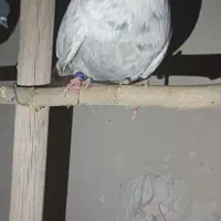 تهرونی اصیل|پرنده|فولادشهر, مسکن مهر فولادشهر|دیوار