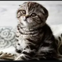 گربه اسکاتیش فولد