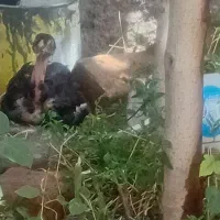 جوجه  لاری