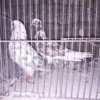 کبوتر پرشی|پرنده|ساوه, |دیوار