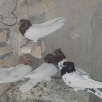 کبوتر|پرنده|خرمآباد, |دیوار