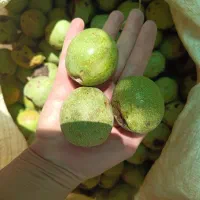 بادام وگردو تازه با پوست و بدون پوست مغز سفید|خوردنی و آشامیدنی|لنجان, |دیوار