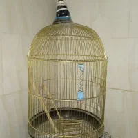 قفس بزرگ عروس هلندی