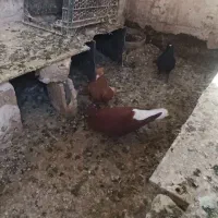 کفتر کبوتر رنگه