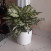 آگلونمای برفی|گل و گیاه طبیعی|مشهد, شاهد (شهرک غرب)|دیوار