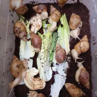 حلزون البینو