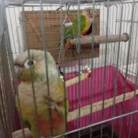 جفت گرینجیک|پرنده|سیرجان, |دیوار
