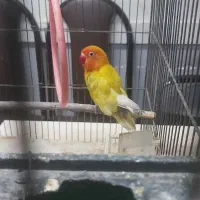طوطی برزیلی ماده مست