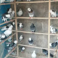 پرشی به شرط