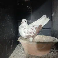 کبوتر یا کفتر ماده