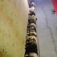 بره نره فروشی|حیوانات مزرعه|صمصامی, |دیوار