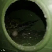 فروش یک جفت مرغ عشق|پرنده|داراب, |دیوار