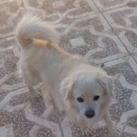 سگ نر|سگ|سیرجان, |دیوار