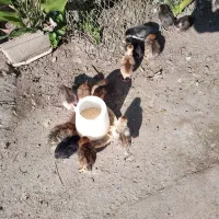 (جوجه ) فروش فوری به دلیل کمبود جا