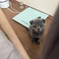 بچه گربه اسکاتیش بلو اصل|گربه|تهران, شهرک آزمایش|دیوار