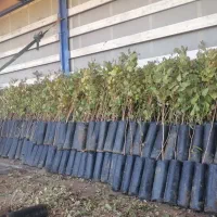 انواع نهال های مثمر و غیر مثمر