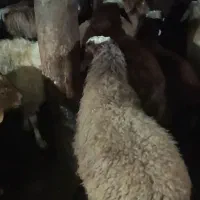 بره‌نرماده11عدد