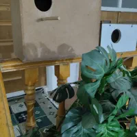 لانه عروس و ‌کوتوله و لانه گرینچیک|لوازم جانبی حیوانات|بردسکن, |دیوار