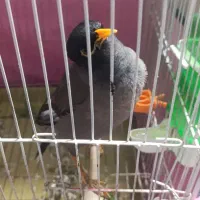 مرغ مینا کام سیاه نر