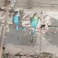 جفت مرغ عشق