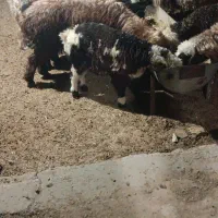 بره نر و ماده سبک و بزرگ