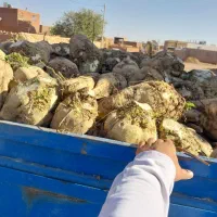 چغندر قندی. کاه و سبوس برنج|خدمات باغبانی و درختکاری|طاغنکوه, |دیوار