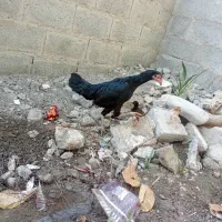 مرغ مامله با خروس|حیوانات مزرعه|بند زرک, |دیوار