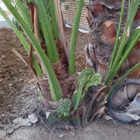 بچه نخل برحی