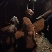 فروش بره|حیوانات مزرعه|اردبیل, |دیوار